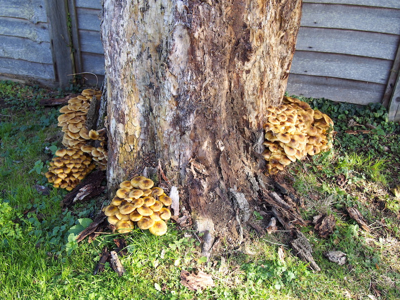 Honey Fungus: A Sticky Issue