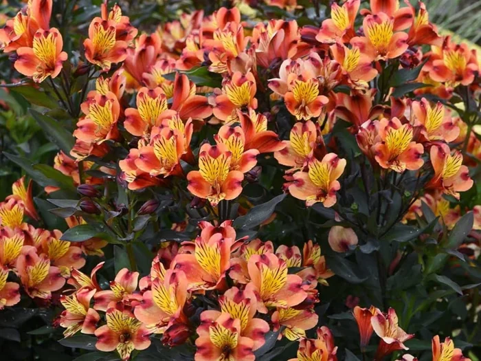Image of Win 1 of 3 Colourful Alstroemeria Indian Summer Plants worth &pound35.97
