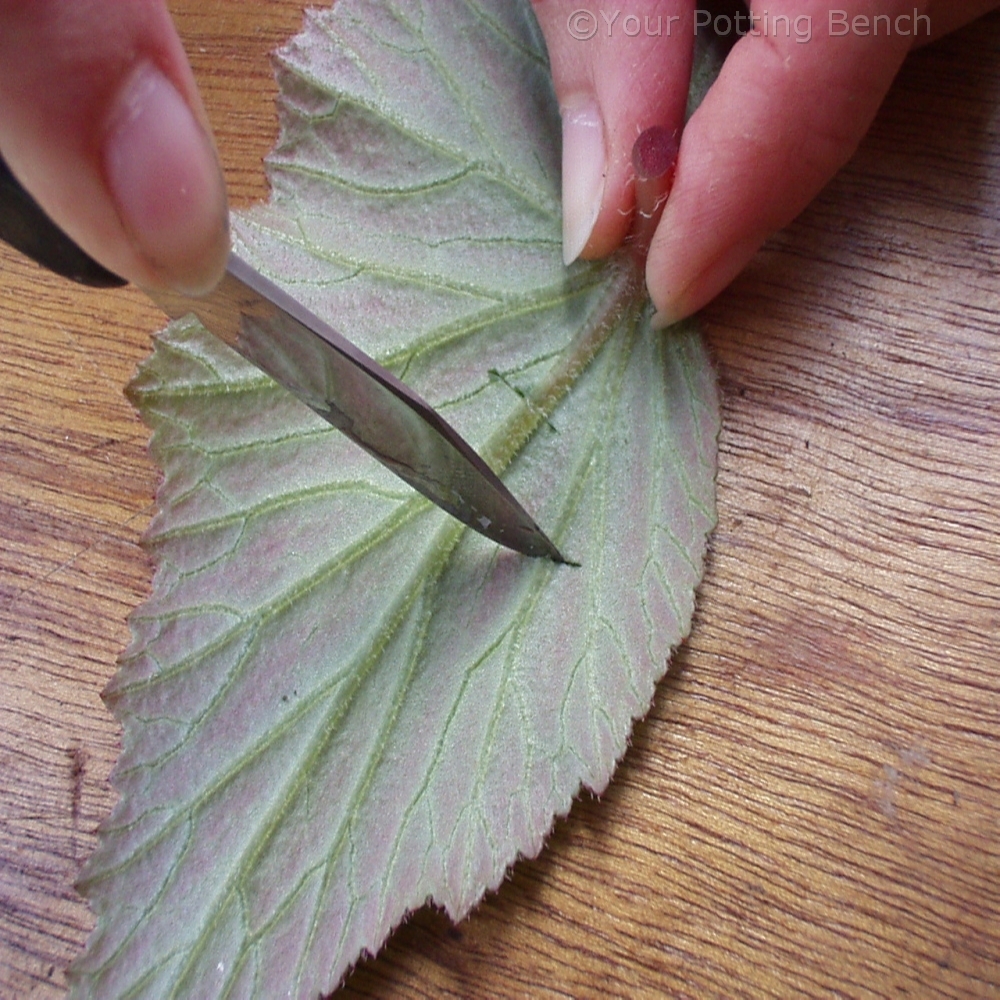Step 2 of 4How to take Begonia Cuttings