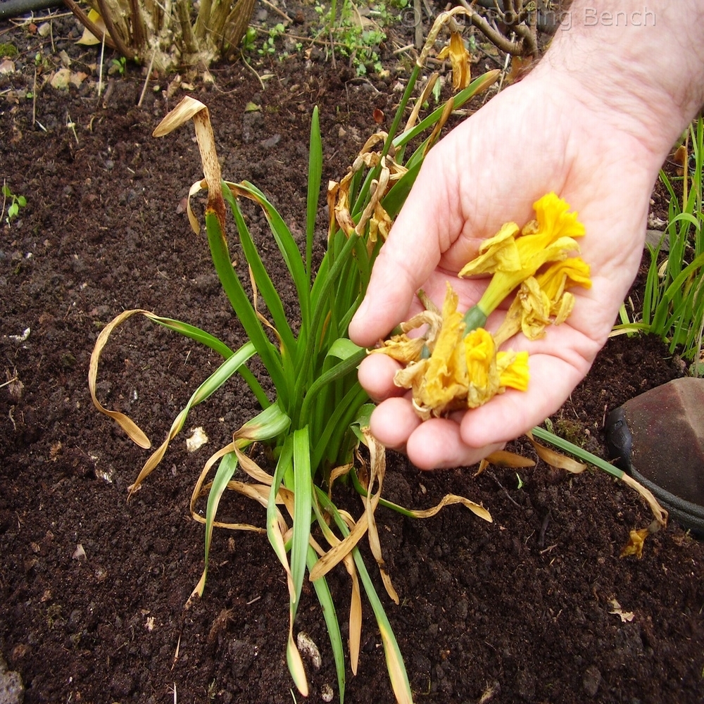 Step 1 of 4How to Care for Bulbs after flowering