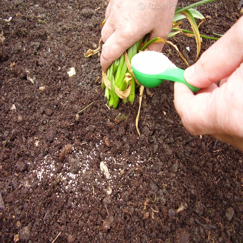 Step 2 of 4How to Care for Bulbs after flowering