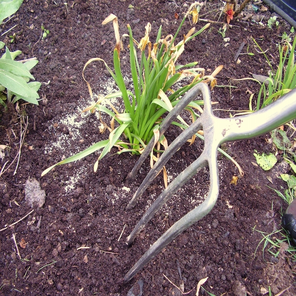 Step 3 of 4How to Care for Bulbs after flowering