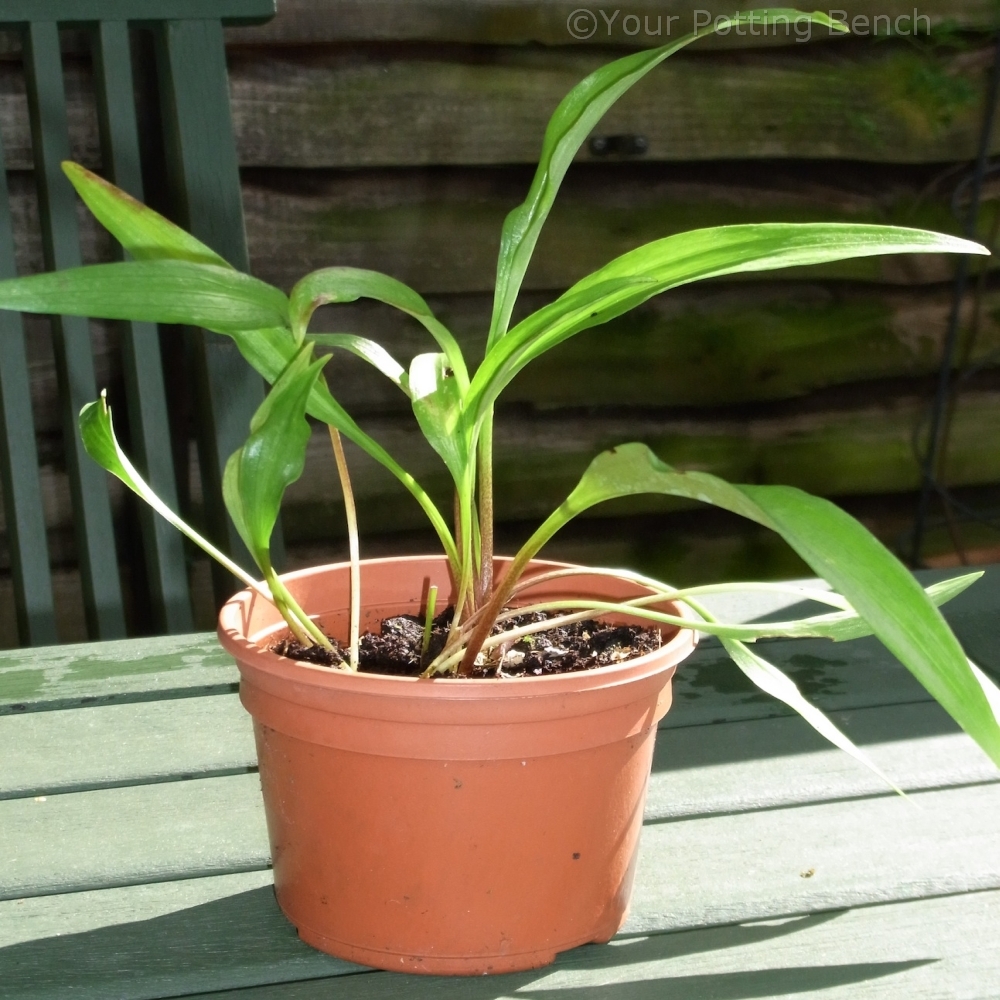 Step 4 of How to Propagate Lilies from Bulbils