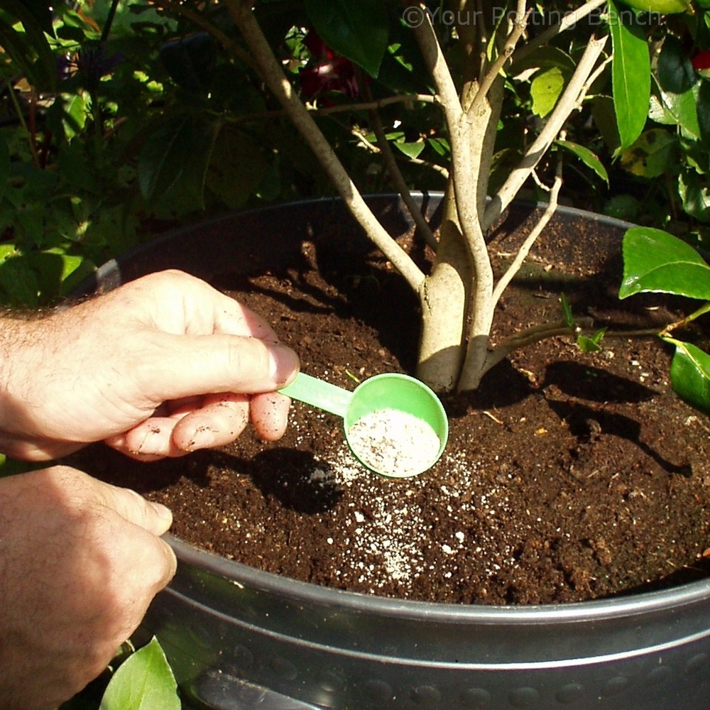Step 3 of 4How to care for Camellias
