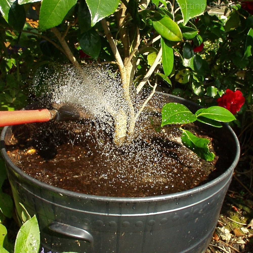 Step 4 of 4How to care for Camellias