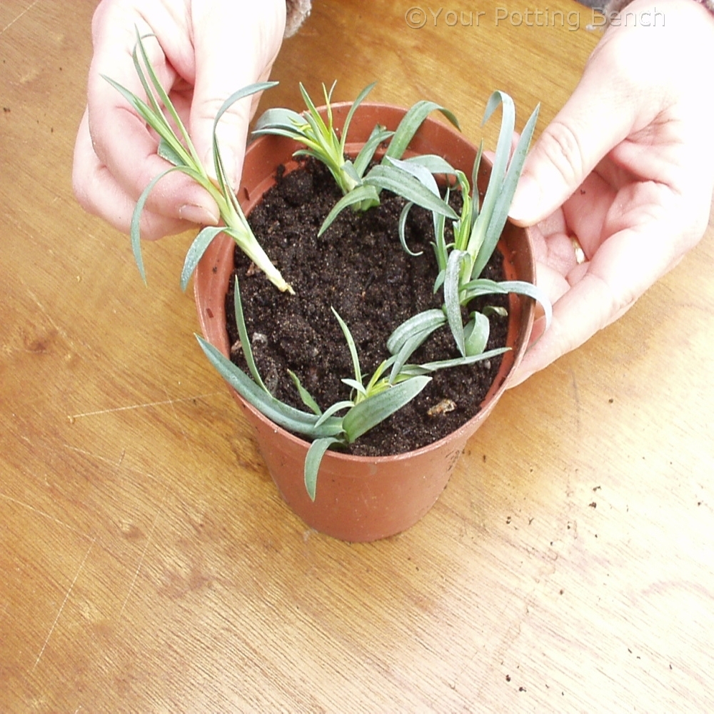 Step 3 of 4How to Root Carnations 