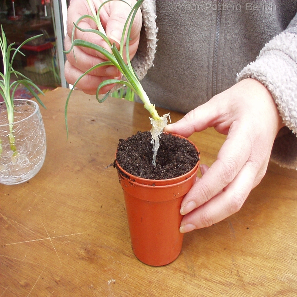 Step 4 of How to Root Carnations 