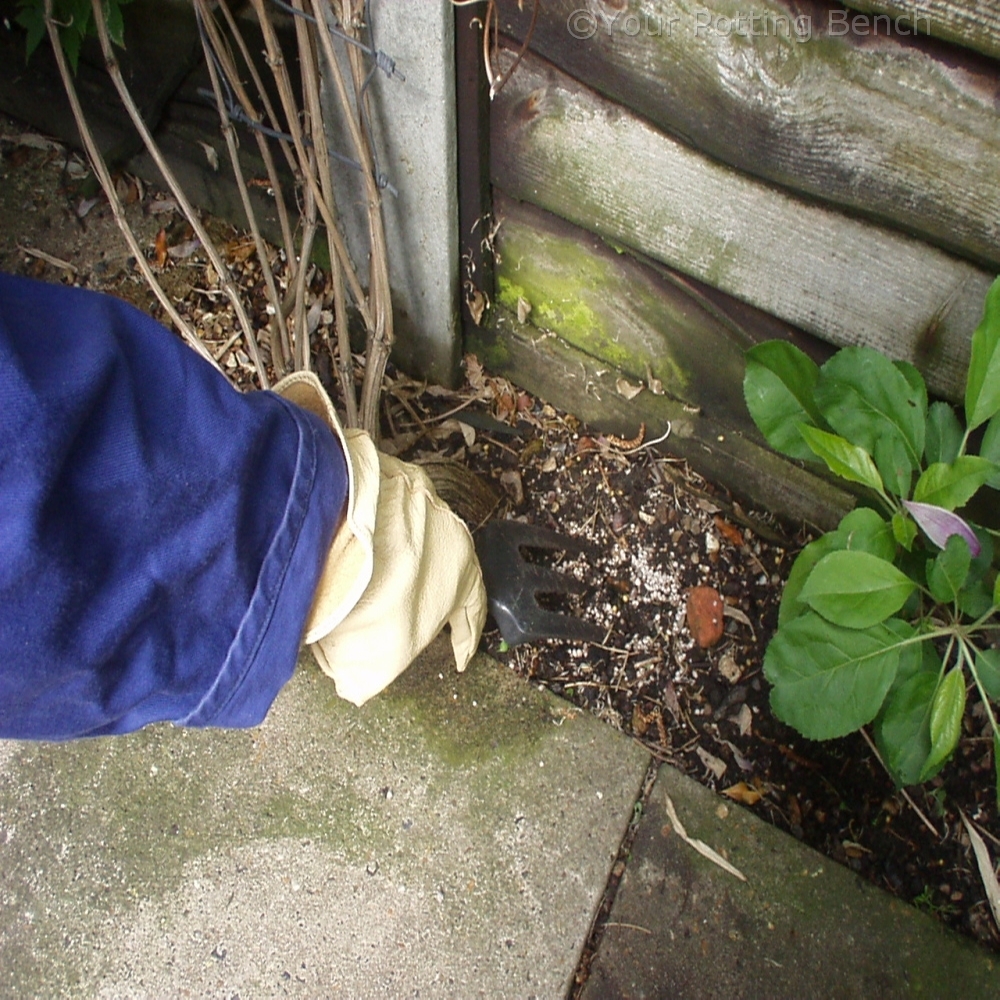 Step 4 of How to Care for Early-Flowering Clematis