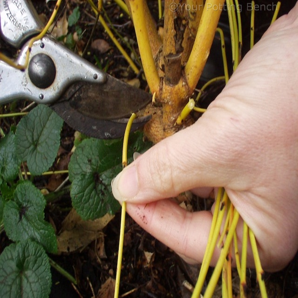 Step 1 of How to prune for coloured stems