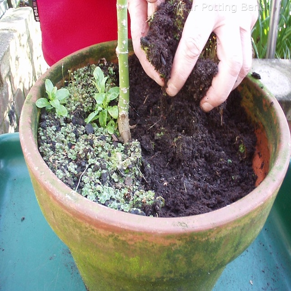 Step 1 of 4How to Maintain a container plant