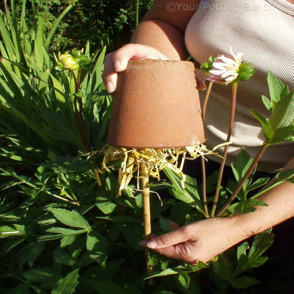 Step 2 of 4How to make the most of your dahlias
