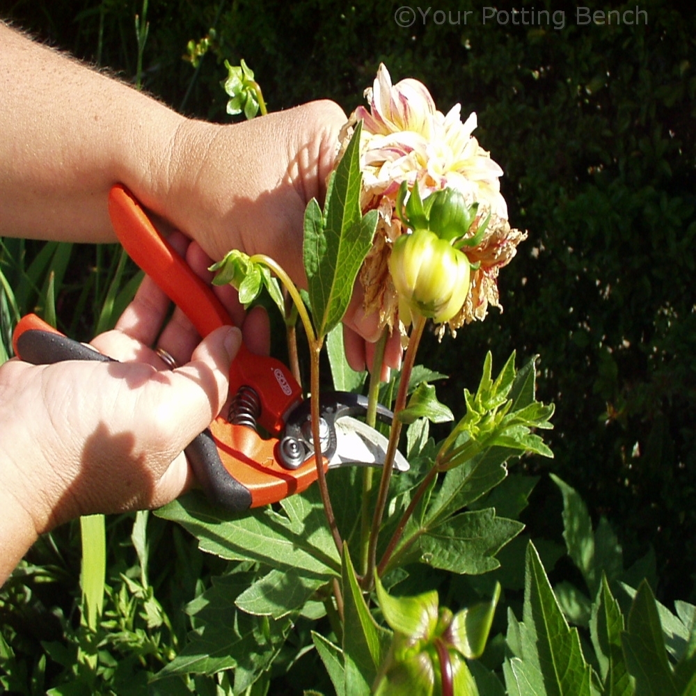 Step 4 of 4How to make the most of your dahlias