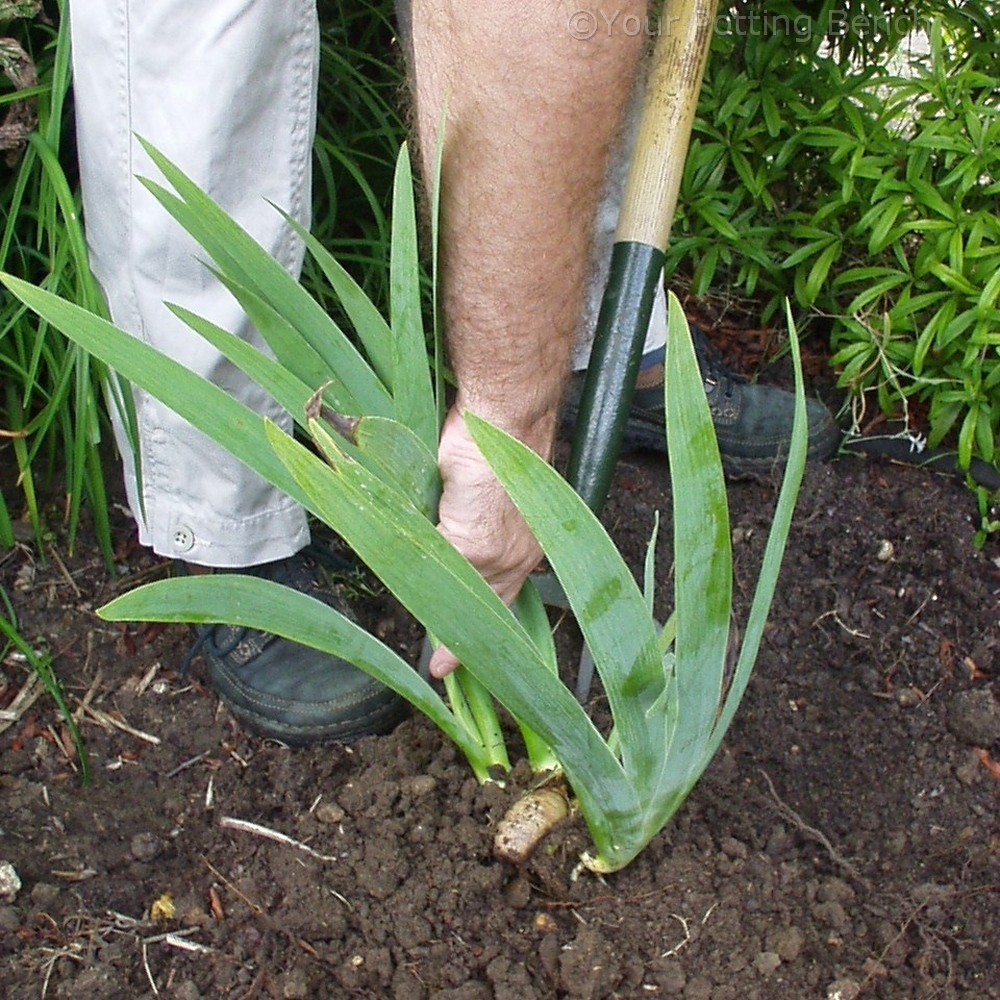 Step 1 of 4How to Divide Early Summer-Flowering Iris