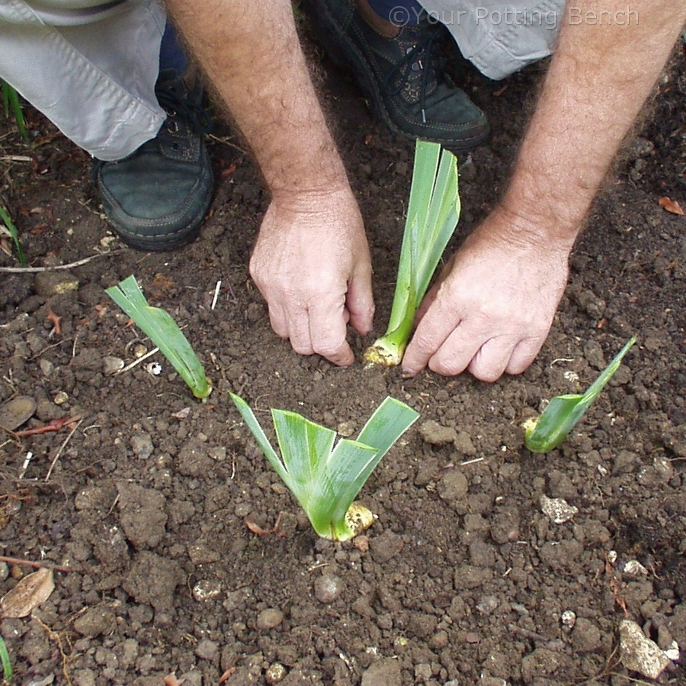 Step 4 of 4How to Divide Early Summer-Flowering Iris