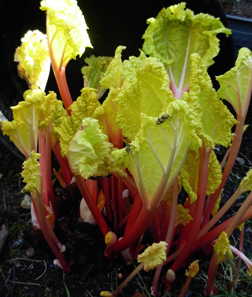 Step 4 of Forcing Rhubarb