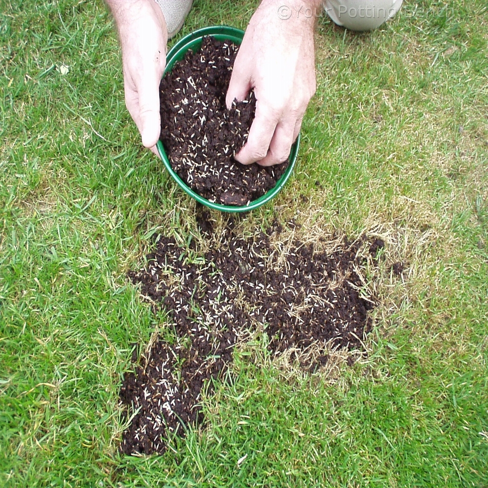 Step 2 of 4How to repair a lawn - Patches