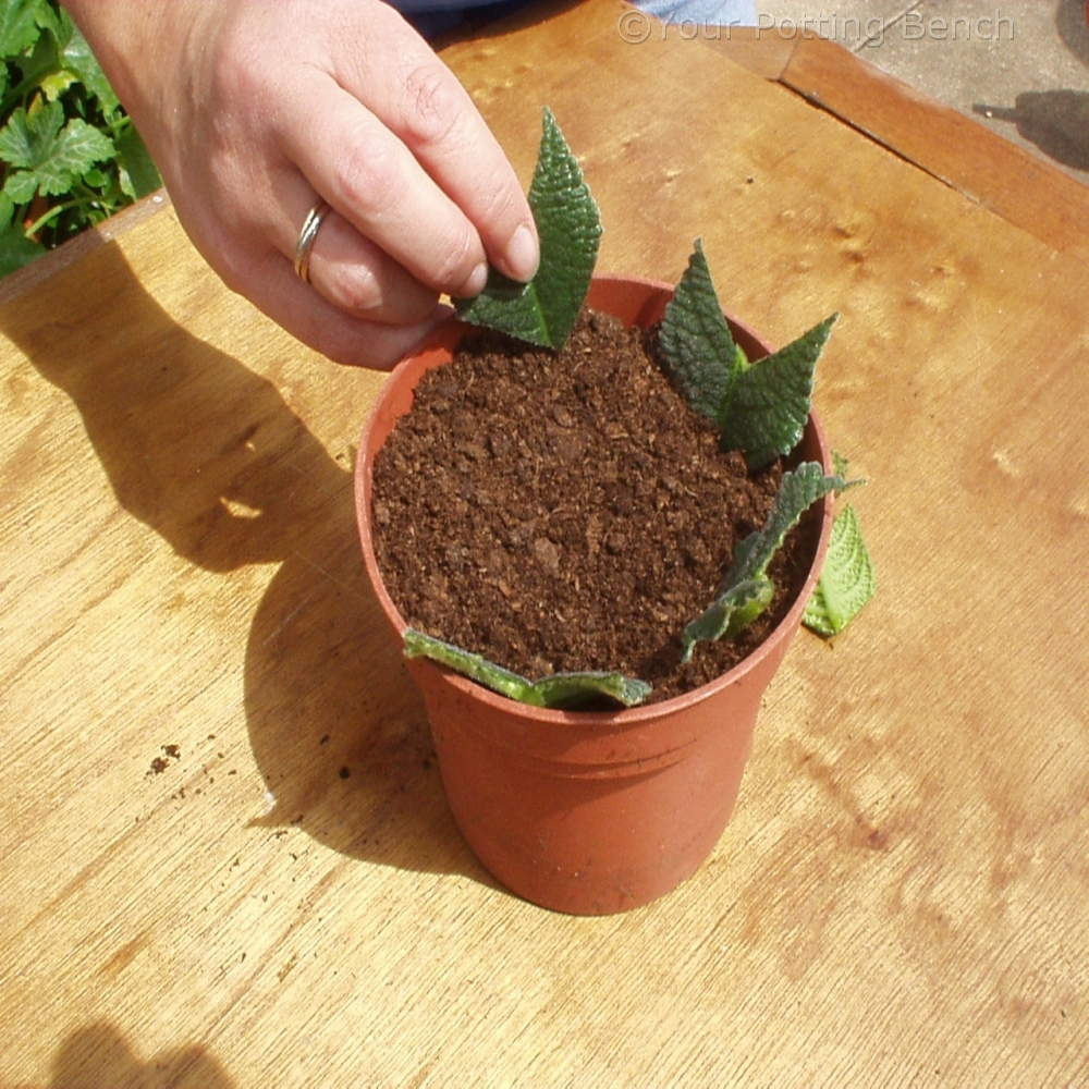 Step 3 of Hows to take Leaf Cuttings