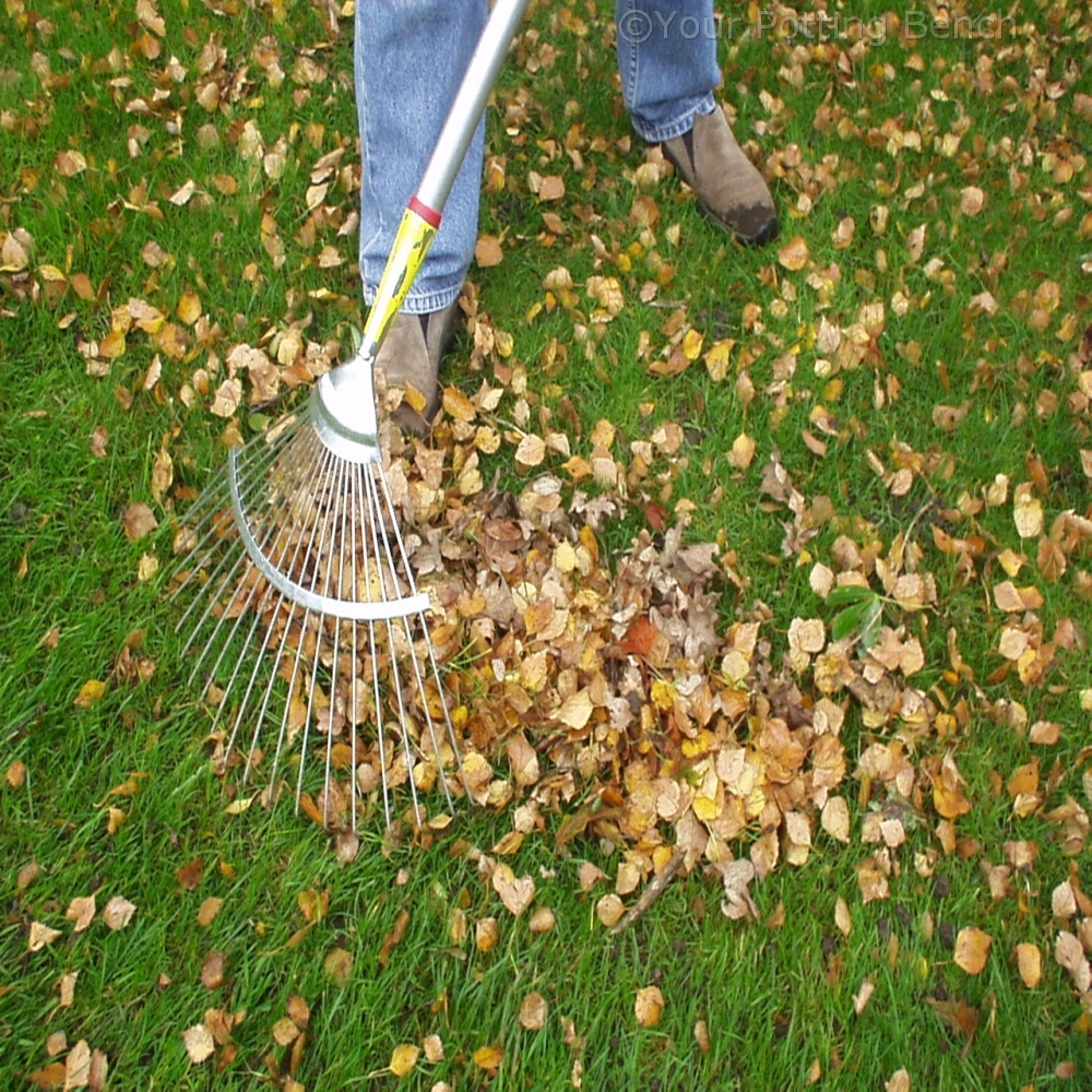 Step 1 of 4How to control Leaf Mould