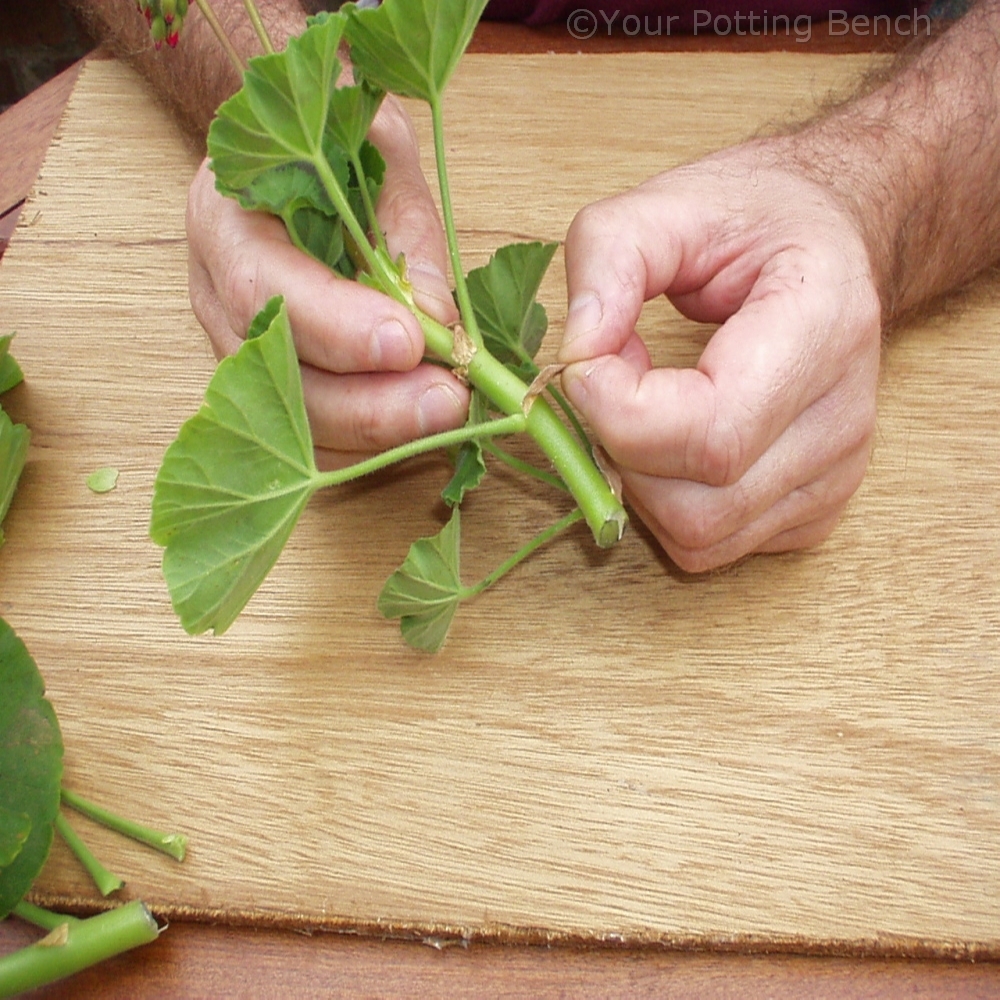 Step 2 of How to take Pelargonium Cuttings