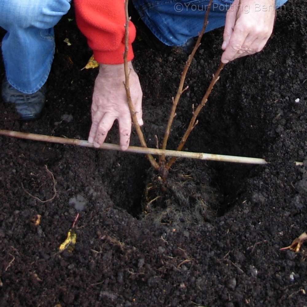 Step 2 of 4How to Plant a Fruit Bush