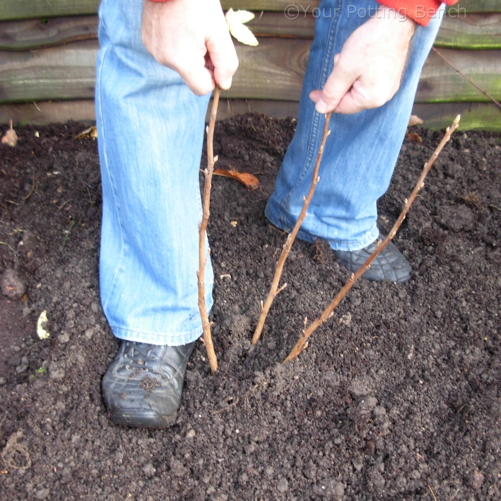 Step 4 of How to Plant a Fruit Bush