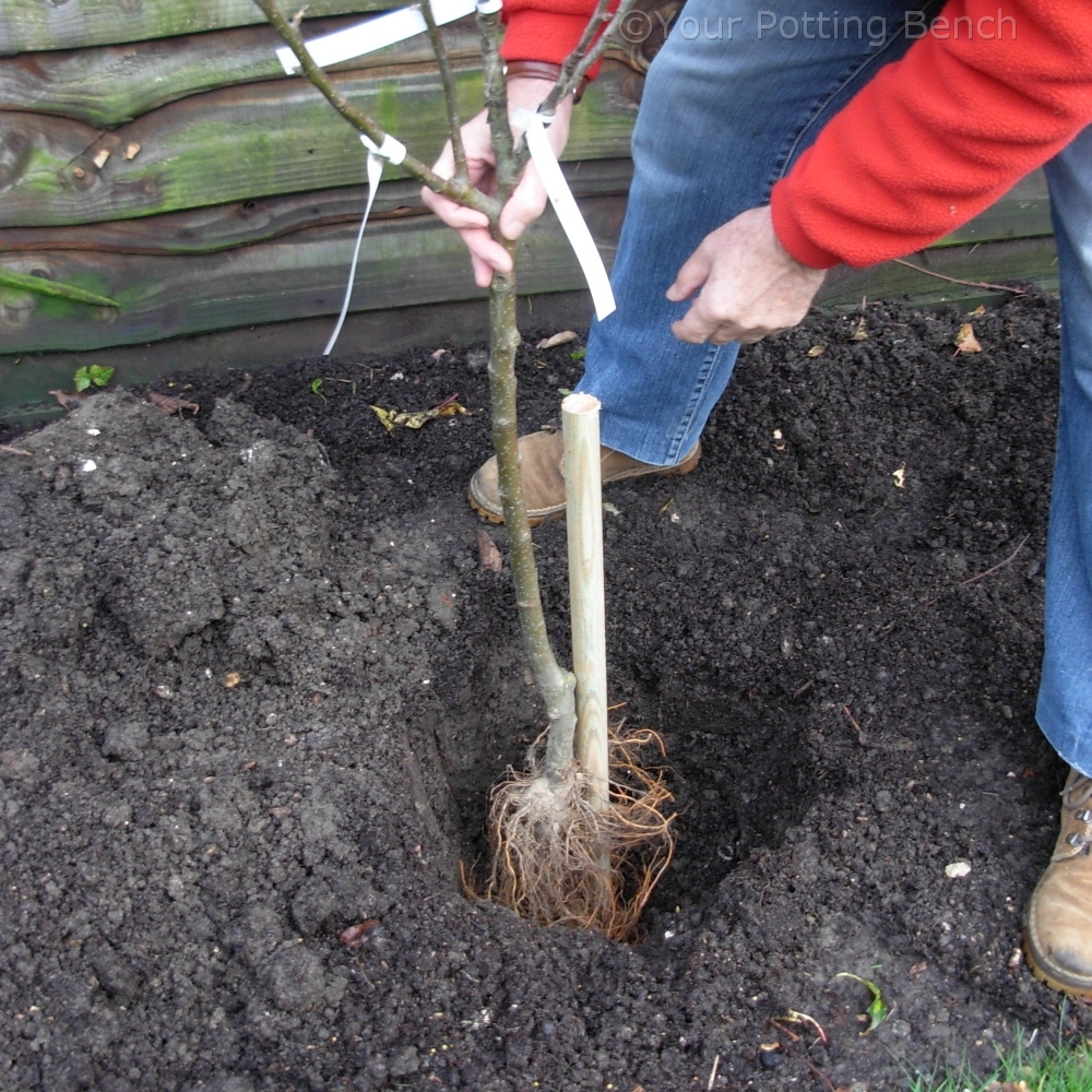Step 2 of How to plant a Fruit Tree