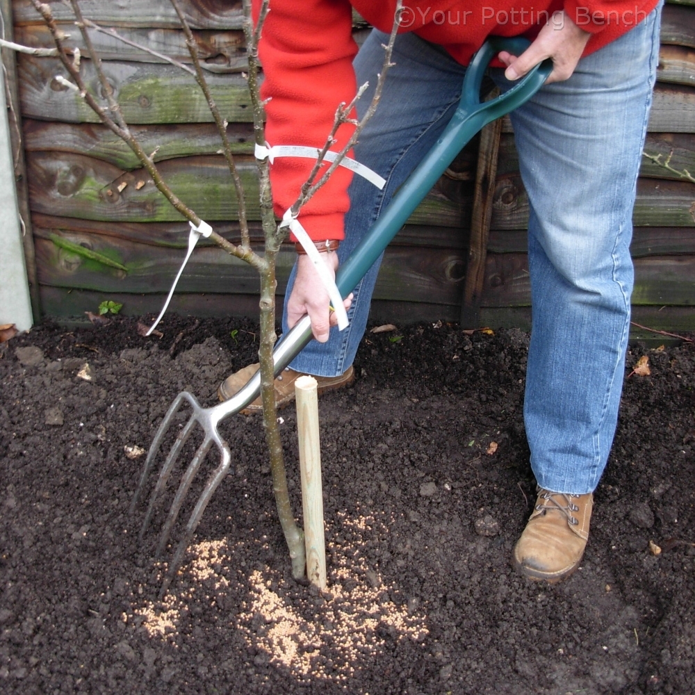 Step 3 of How to plant a Fruit Tree