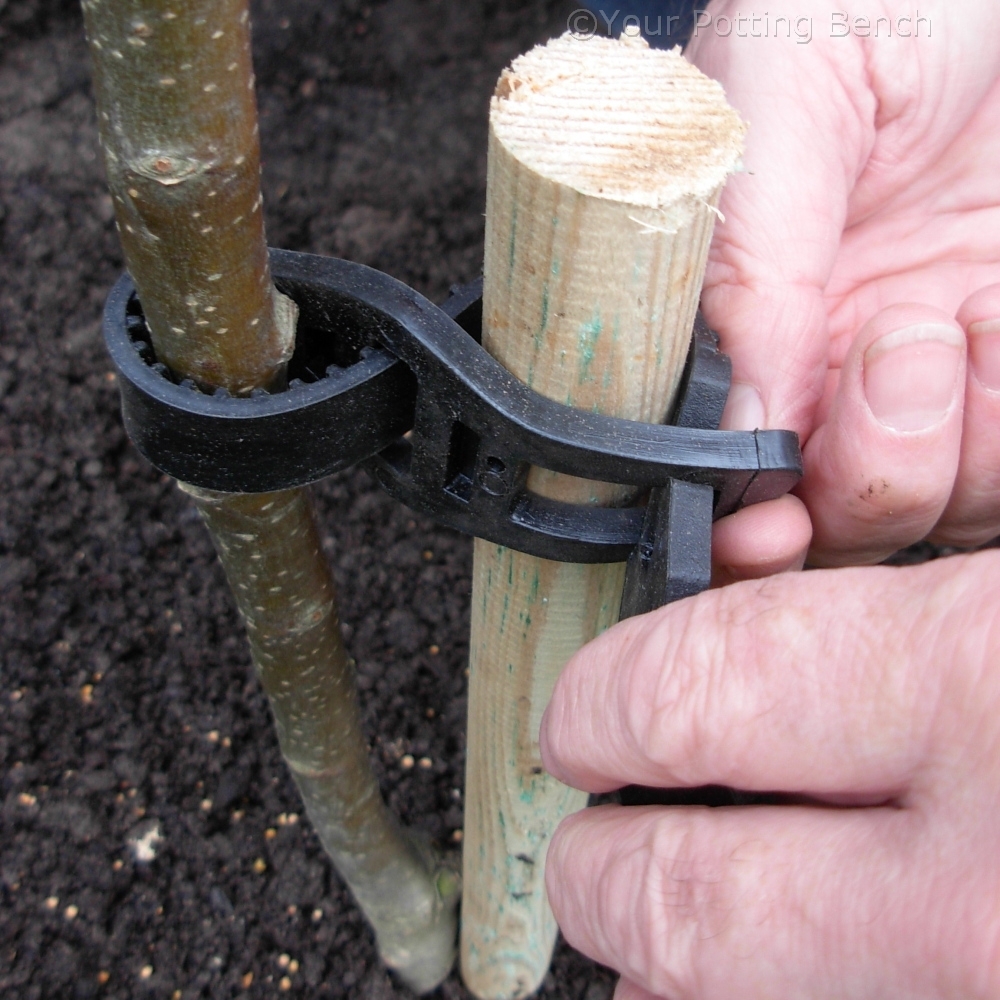 Step 4 of 4How to plant a Fruit Tree