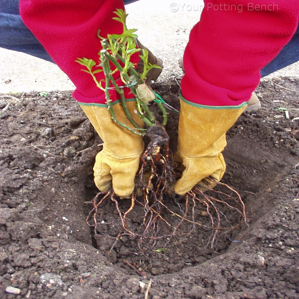Step 1 of 4How to plant a bare-root rose 