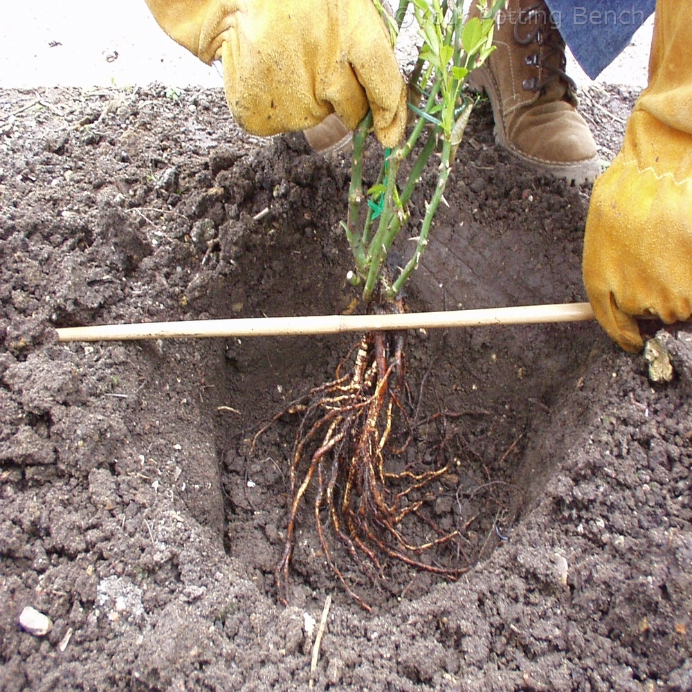 Step 2 of 4How to plant a bare-root rose 
