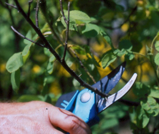 Step 1 of How to: Maintenance Pruning 