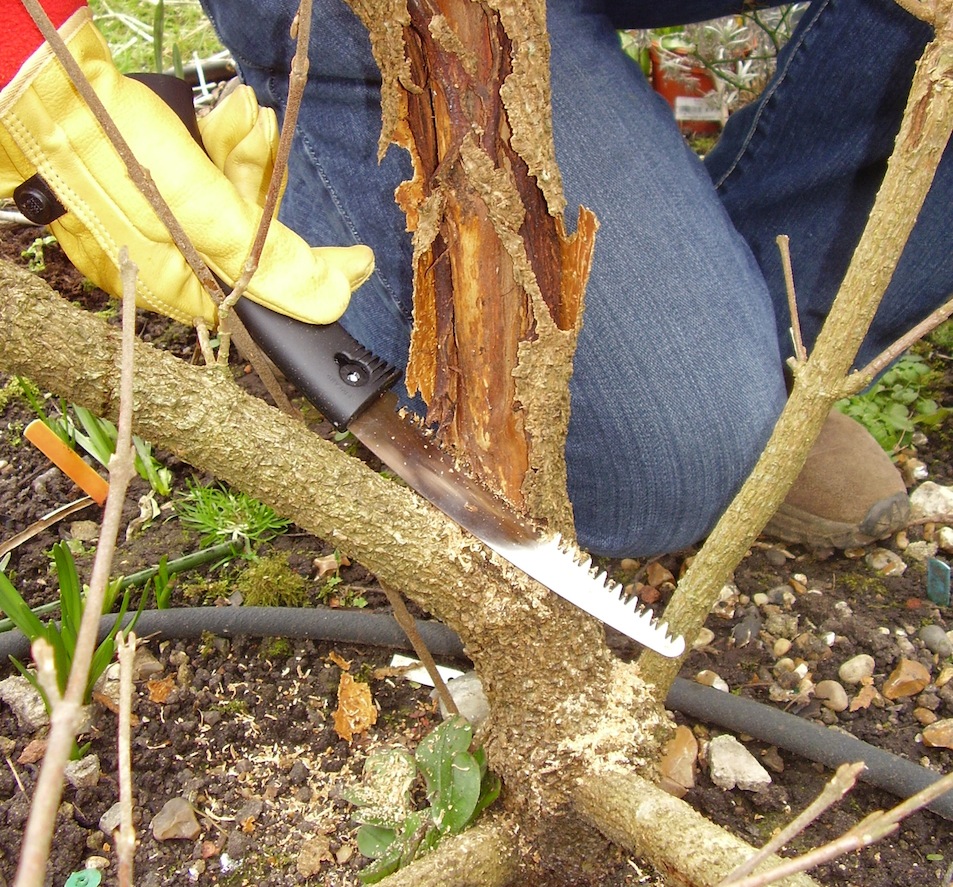 Step 3 of 4How to: Maintenance Pruning 