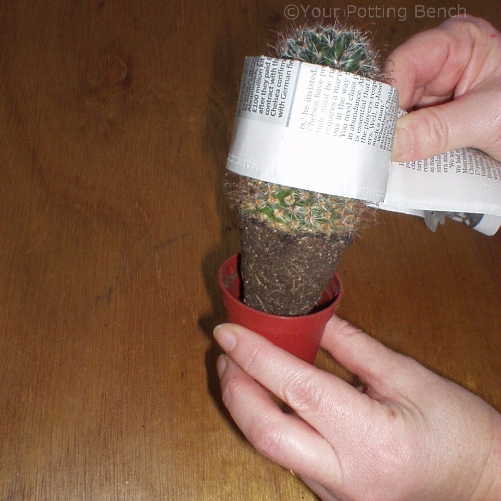 Step 2 of 4How to re-pot a cactus