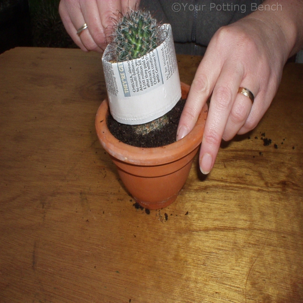 Step 3 of 4How to re-pot a cactus