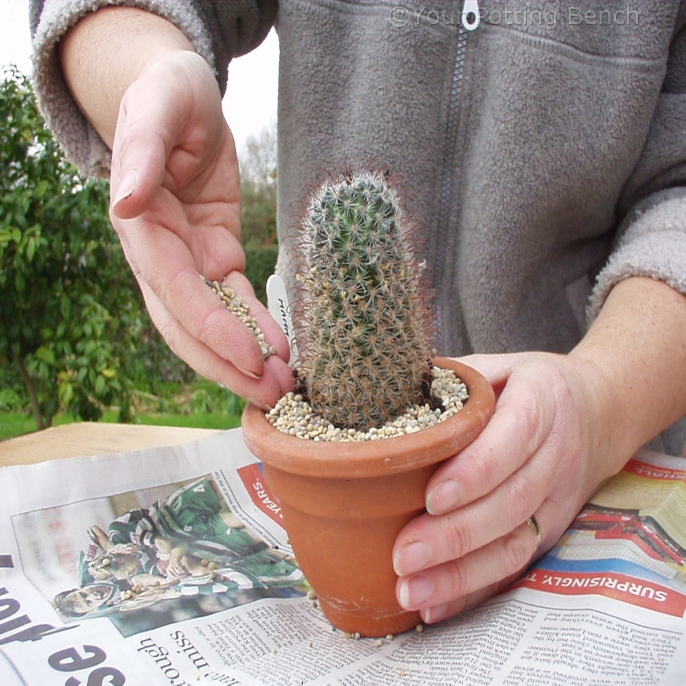 Step 4 of 4How to re-pot a cactus