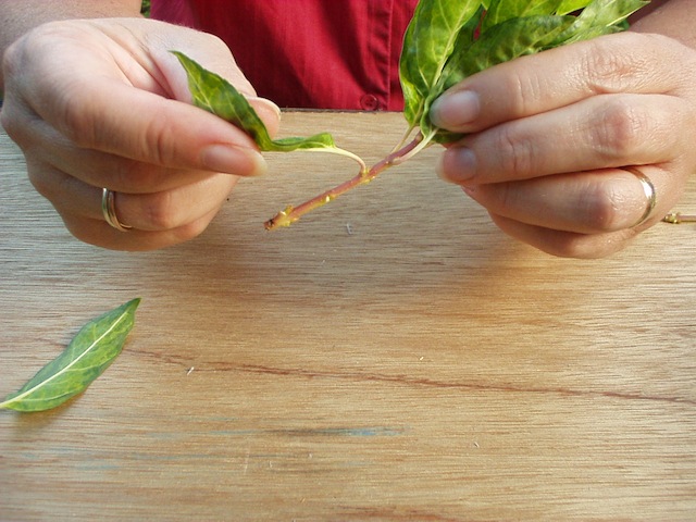 Step 2 of How to take softwood cuttings 