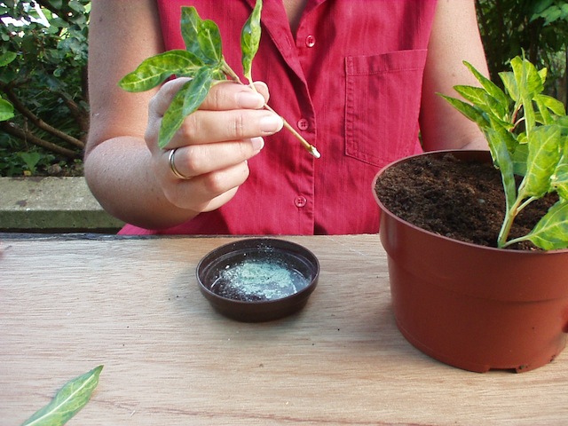 Step 3 of 4How to take softwood cuttings 