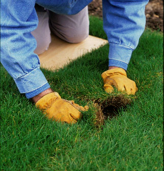 Step 3 of 4How to turf a lawn 