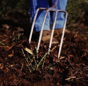 Step 4 of How to plant through weed-suppressing membrane 