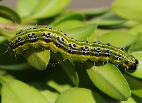 Image of Box tree caterpillar 
