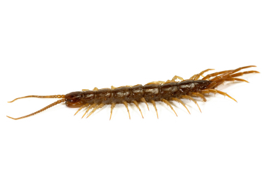Image of Centipedes