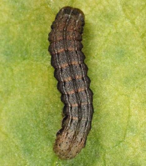 Image of Cutworms