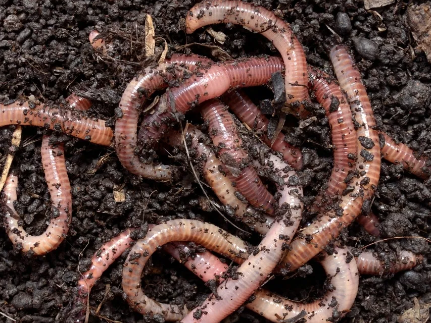Image of Earthworms