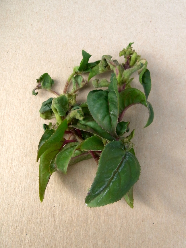 Image of Fuchsia gall mite