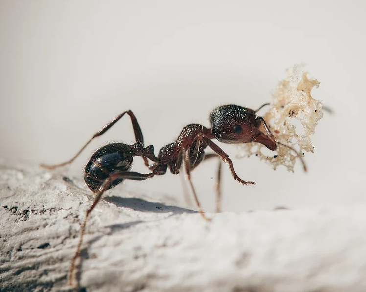Image of Garden Ants
