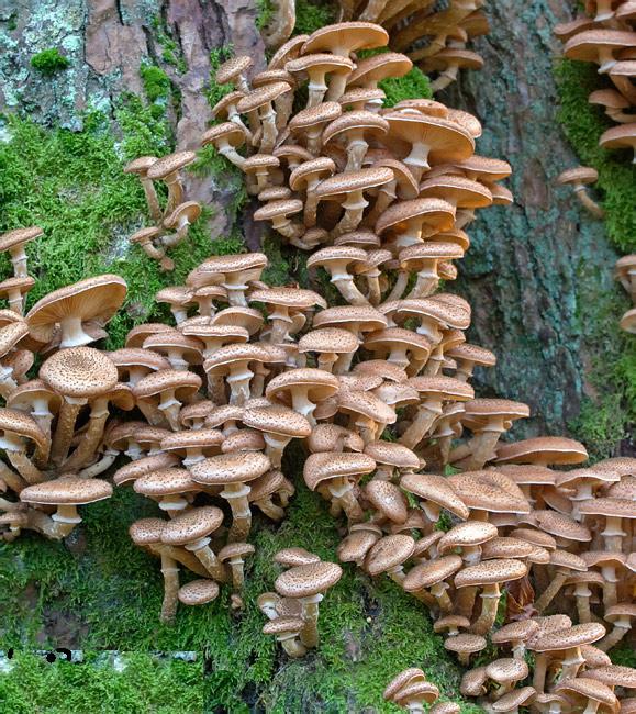 Image of Honey fungus