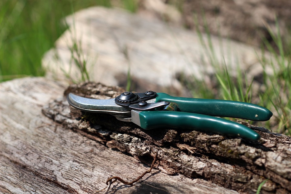 Learn when and how to prune different types of plants