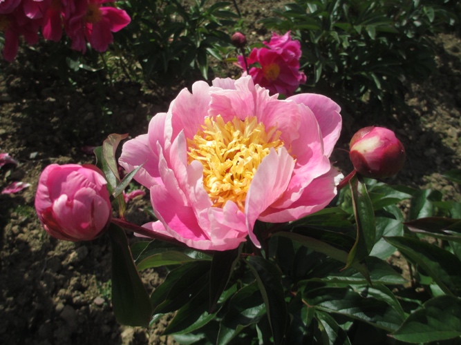 Rare Peony Wins National Horticultural Competition