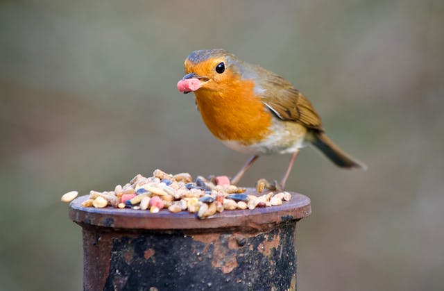 Peckish Wants People to Give Birds a Home