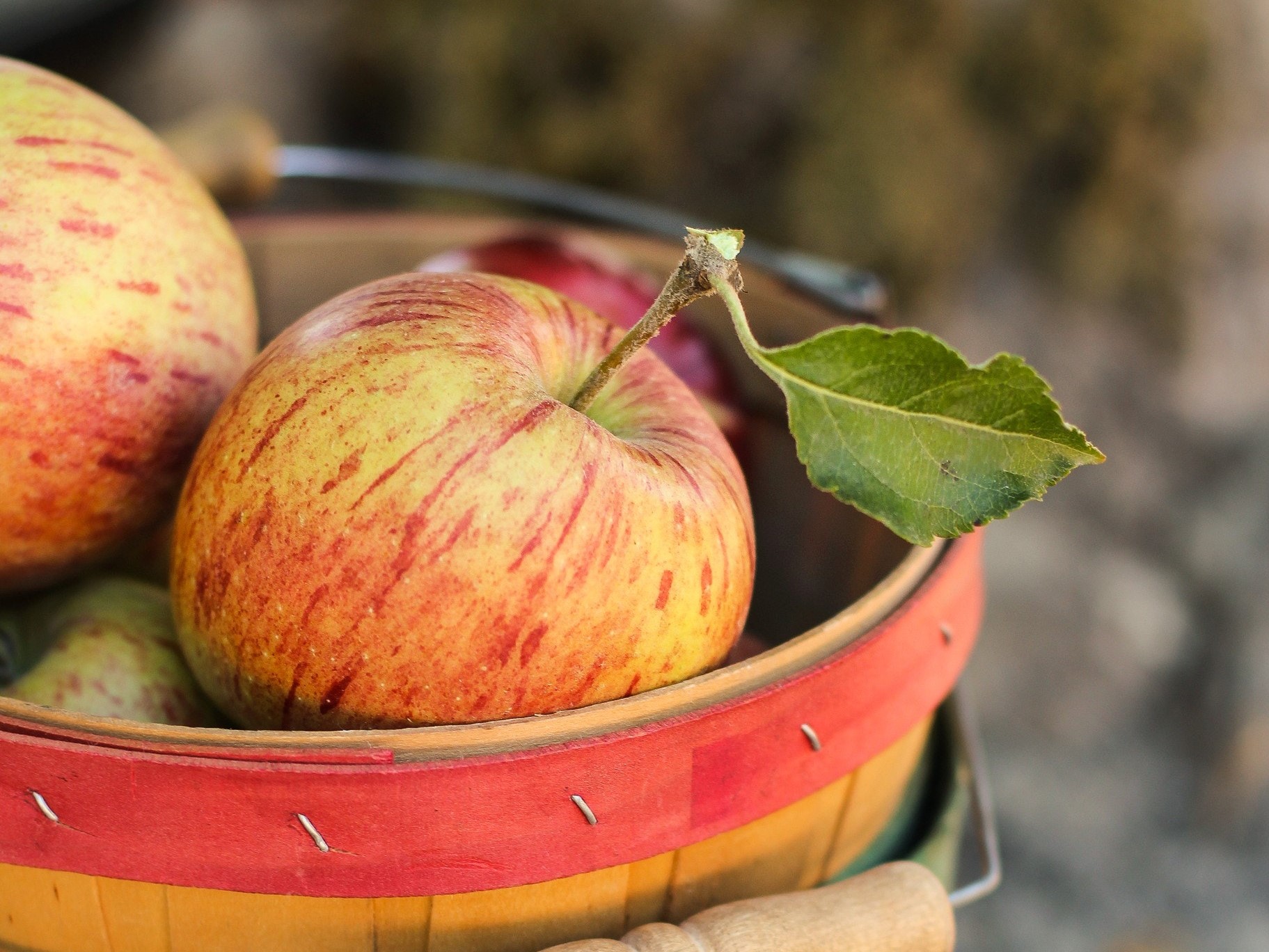 Image for Autumn Apples